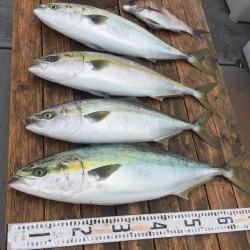 ゲームフィッシング バレントン 釣果