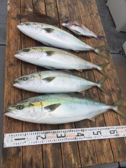 ゲームフィッシング バレントン 釣果