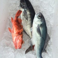 Blue.win 海人丸 釣果