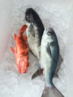 Blue.win 海人丸 釣果