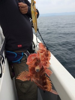 Blue.win 海人丸 釣果