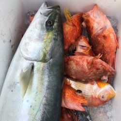 Blue.win 海人丸 釣果