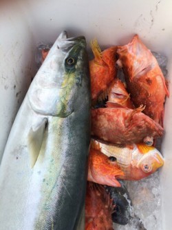 Blue.win 海人丸 釣果