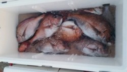 ディープ オーシャン 釣果