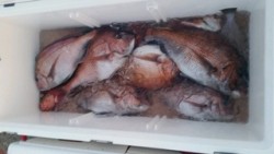 ディープ オーシャン 釣果