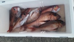 ディープ オーシャン 釣果