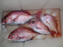 ＢＩＧ－ＯＮＥ 釣果