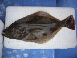 ＢＩＧ－ＯＮＥ 釣果
