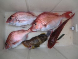 ＢＩＧ－ＯＮＥ 釣果