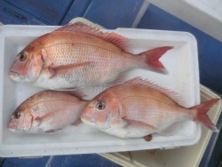 ＢＩＧ－ＯＮＥ 釣果