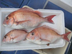 ＢＩＧ－ＯＮＥ 釣果