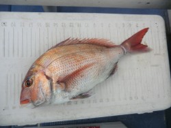 ＢＩＧ－ＯＮＥ 釣果