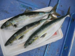 ＢＩＧ－ＯＮＥ 釣果