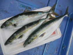 ＢＩＧ－ＯＮＥ 釣果