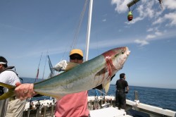 オーシャンズ 釣果