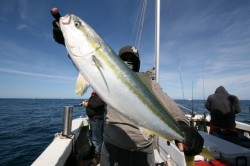 ワープゾーン 釣果