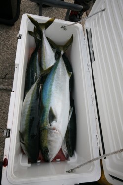 オーシャンズ 釣果