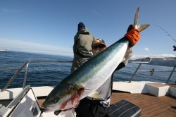 オーシャンズ 釣果