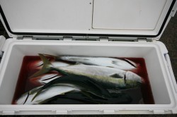 オーシャンズ 釣果