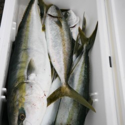 オーシャンズ 釣果