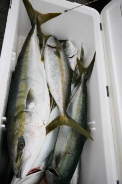 オーシャンズ 釣果