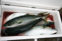 オーシャンズ 釣果