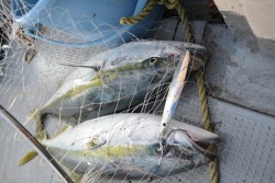 ハピネスⅡ 釣果