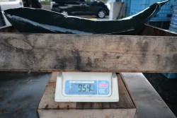 ハピネスⅡ 釣果