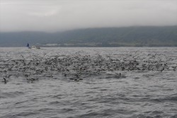 ハピネスⅡ 釣果