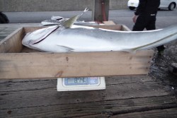 ハピネスⅡ 釣果