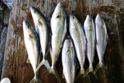 ハピネスⅡ 釣果