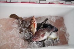 ハピネスⅡ 釣果