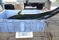 ハピネスⅡ 釣果