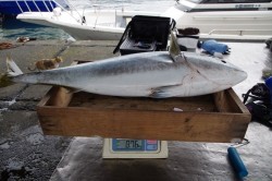 ハピネスⅡ 釣果