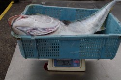 ハピネスⅡ 釣果