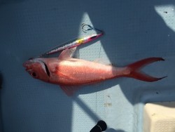 第二隆星丸 釣果