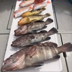 オーシャンキッズ 釣果