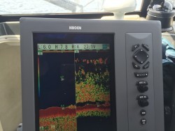 オーシャンキッズ 釣果