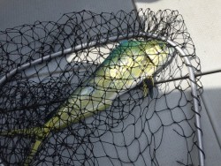 オーシャンキッズ 釣果