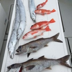 オーシャンキッズ 釣果