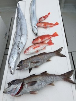 オーシャンキッズ 釣果