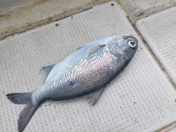 オーシャンキッズ 釣果