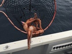 オーシャンキッズ 釣果