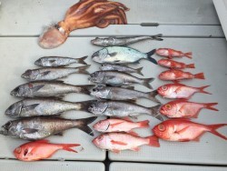 オーシャンキッズ 釣果