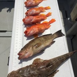 オーシャンキッズ 釣果