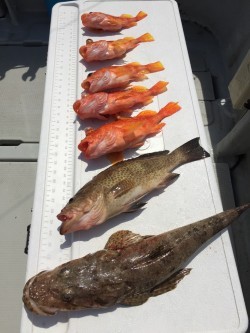 オーシャンキッズ 釣果