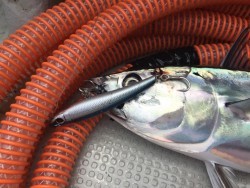 オーシャンキッズ 釣果