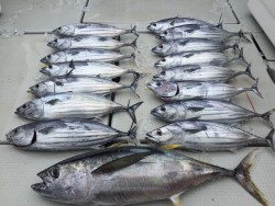 オーシャンキッズ 釣果