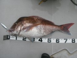 Aquanaut(アクアノート) 釣果