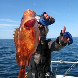 Aquanaut（アクアノート） 釣果